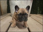 sali - Bouledogue Français Femelle (1 an)