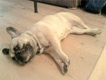 Cléopâtre - Bouledogue Français Femelle (3 ans)
