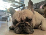 Cléopâtre - Bouledogue Français Femelle (3 ans)