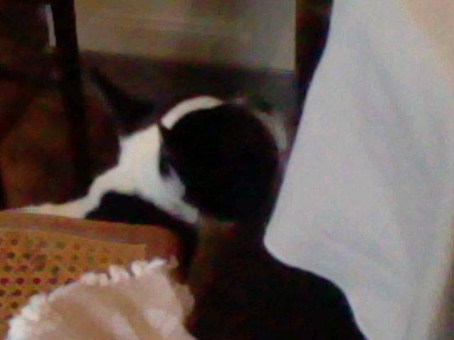 Dakota - Bouledogue Français Mâle (7 ans)