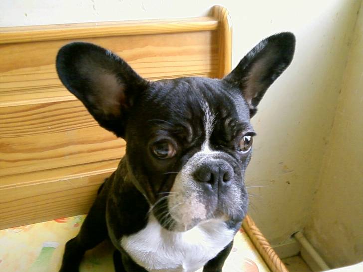 chouchou - Bouledogue Français Mâle (2 ans)