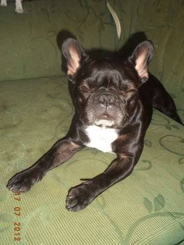 Melody - Bouledogue Français Femelle (2 ans)