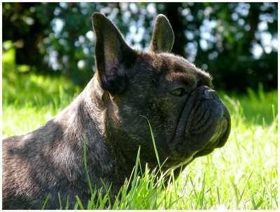 Anoukis - Bouledogue Français Femelle (7 ans)