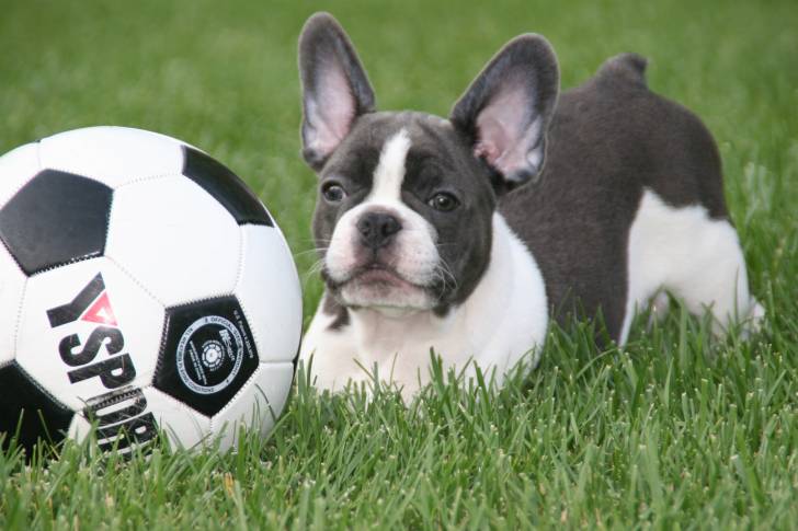 Wall-E - Bouledogue Français Mâle (7 mois)