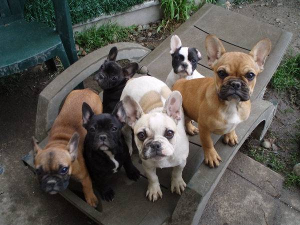 Bouledogue Français - Bouledogue Français