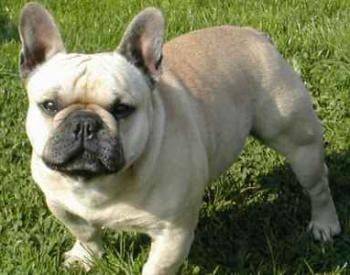 Bouledogue Français - Bouledogue Français