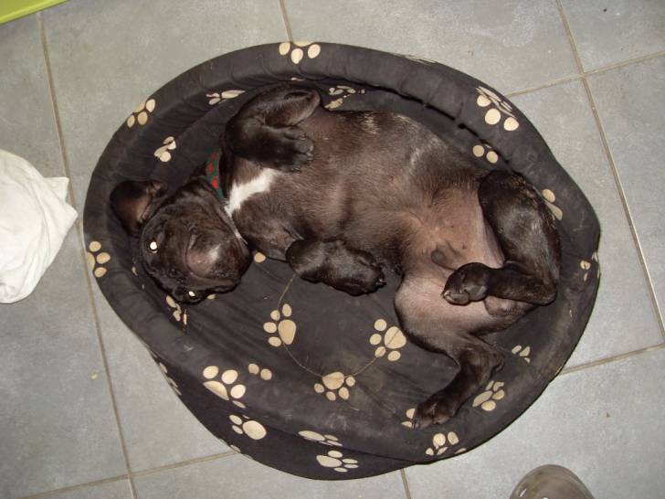 Falco - Bouledogue Français Mâle (6 mois)