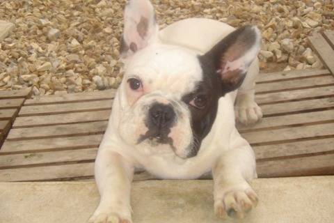 bozo - Bouledogue Français