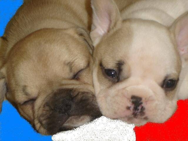 bouledogue francais - Bouledogue Français