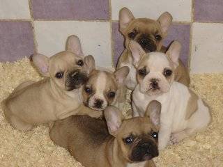 bb bull de sabres.- BOULEDOGUE FRANCAIS - Bouledogue Français