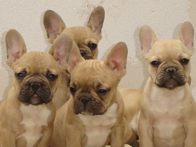 bb bull de sabres.- BOULEDOGUE FRANCAIS - Bouledogue Français