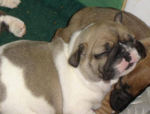 bb bull de sabres.- BOULEDOGUE FRANCAIS - Bouledogue Français