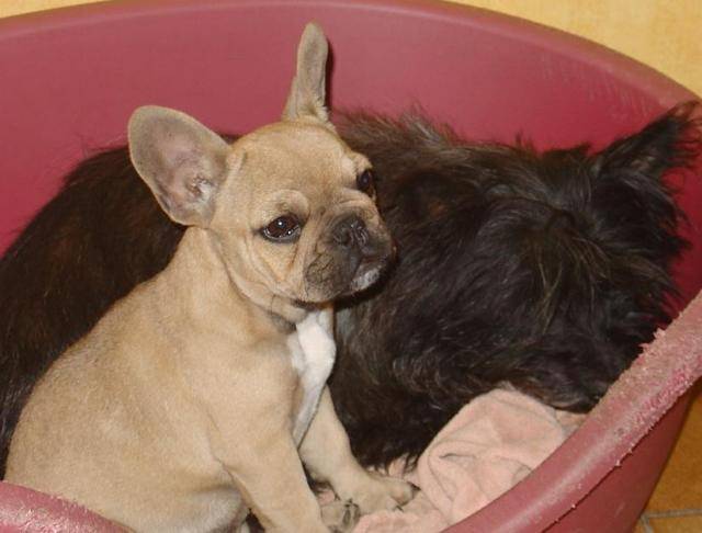 bounty bull de sabres - bouledogue francais - Bouledogue Français