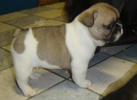 bootch bull de sabres - bouledogue francais - Bouledogue Français