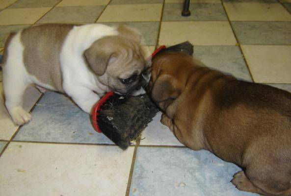 barber bull de sabres - bouledogue francais - Bouledogue Français