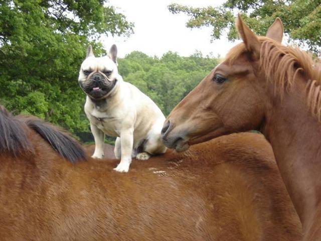 arthur bull de sabres - bouledogue francais - Bouledogue Français
