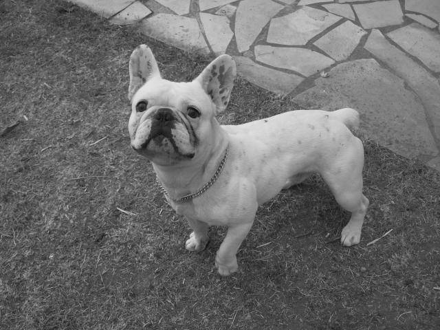 BOULEDOGUE FRANçAIS - Bouledogue Français