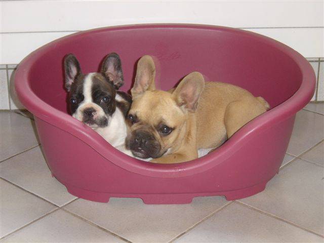 boston bull de sabres - bouledogue francais - Bouledogue Français