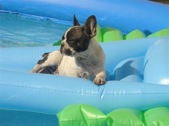 bikiny bull de sabres - bouledogue francais - Bouledogue Français