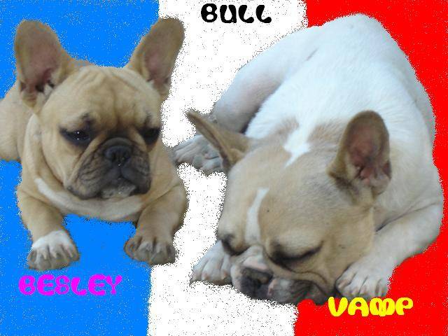 besley et vamp bull - bouledogue francais - Bouledogue Français