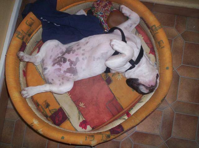 batman le bouledogue francais - Bouledogue Français