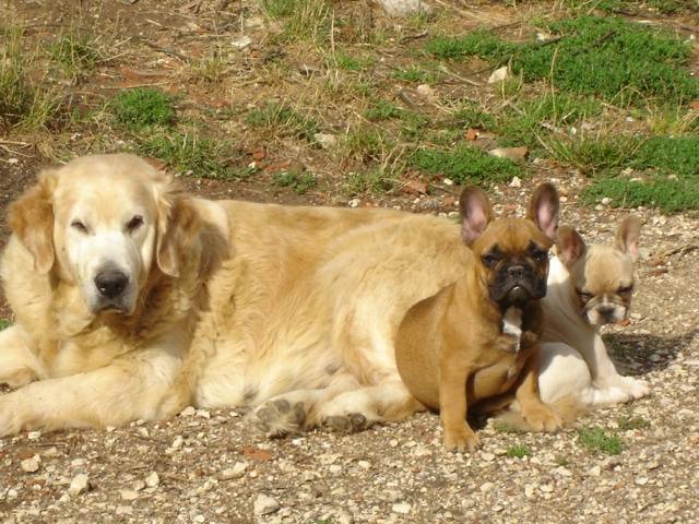 brytget bull de sabres - bouledogue francais - Bouledogue Français