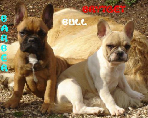 barber bull de sabres - bouledogue francais - Bouledogue Français