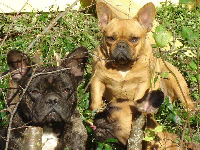 u'mya et vvoodoo bull de sabres - bouledogue francais - Bouledogue Français