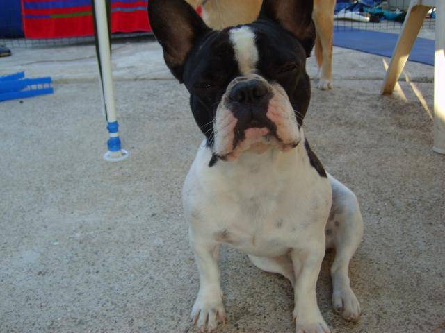 bouledogue francais yoga - Bouledogue Français