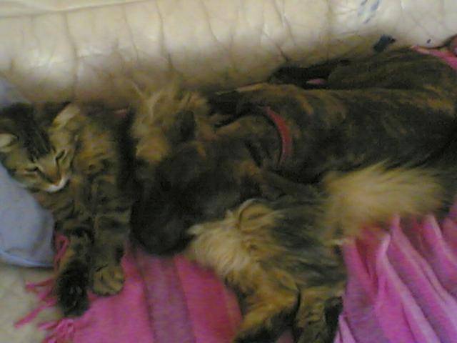 nala croisée bouledogue francais/jack russel parsone - Bouledogue Français