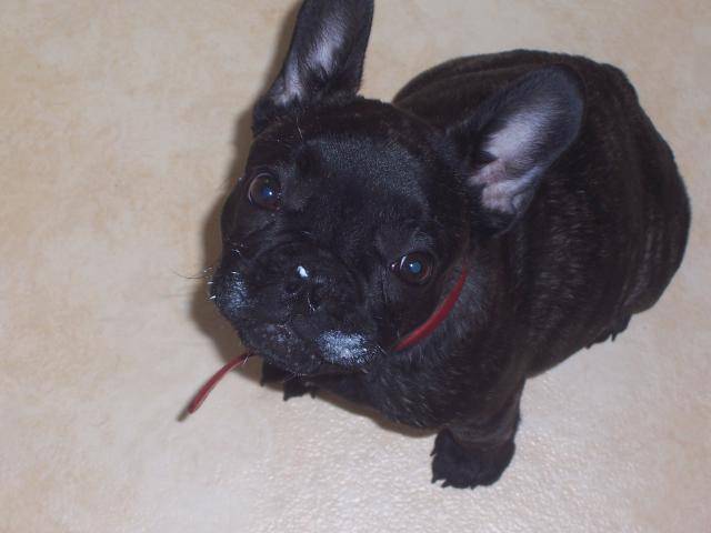 Bouledogue Français:Babouche - Bouledogue Français