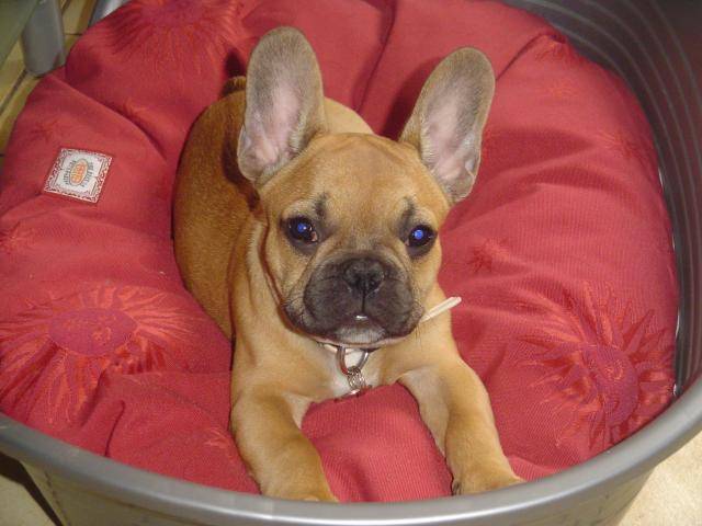 bouledogue français camrone - Bouledogue Français