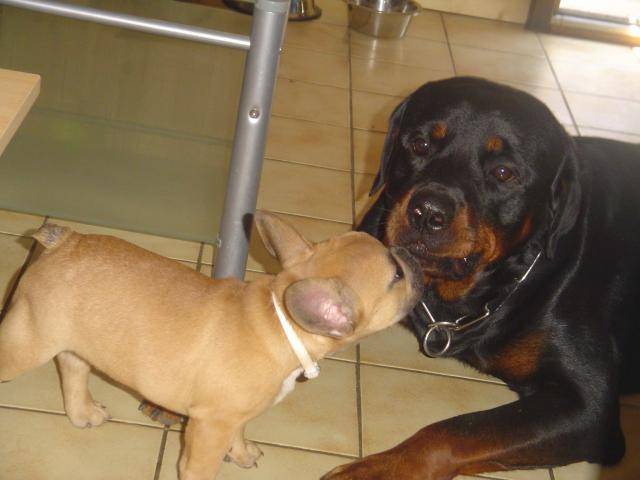 bouledogue français camrone - Bouledogue Français