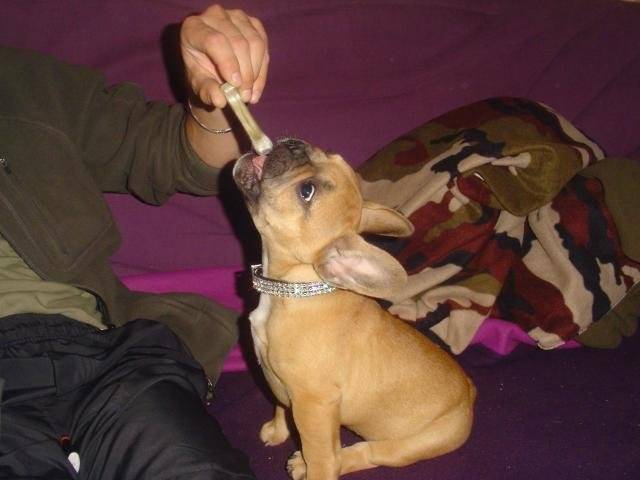 Bouledogue français - Bouledogue Français