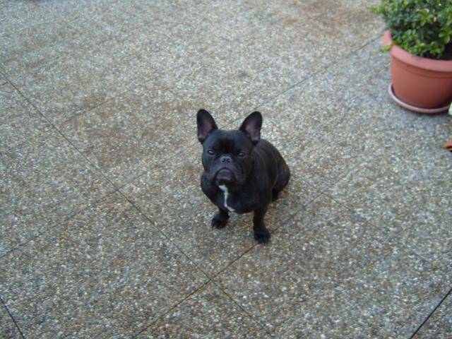bouledogue français vega femelle - Bouledogue Français