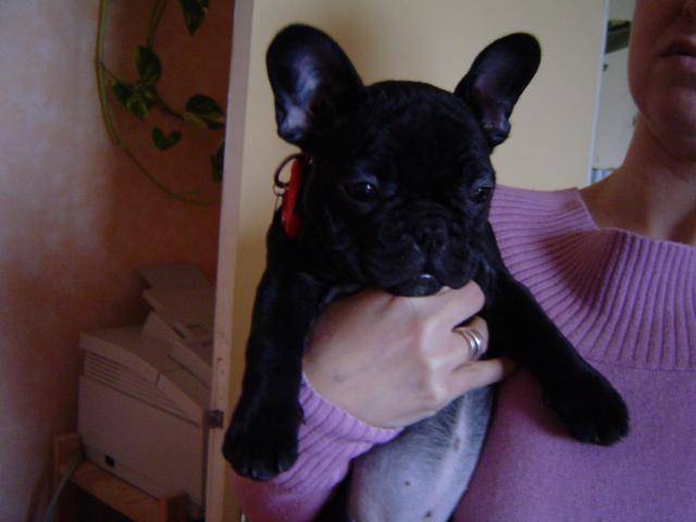 BOULEDOGUE FRANCAIS - Bouledogue Français