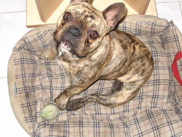 BOULEDOGUE FRANCAIS - Bouledogue Français