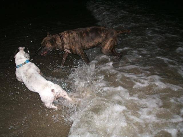 american staff et bouledogues français - Bouledogue Français