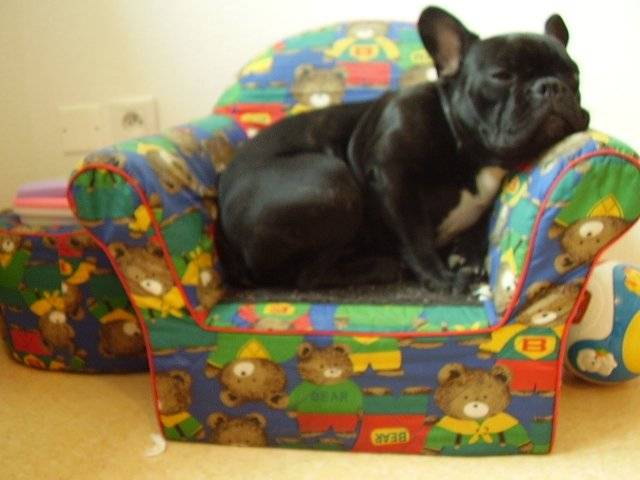 baako bouledogue francais - Bouledogue Français