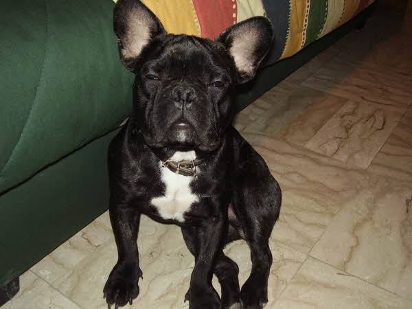 bouledogue francais - Bouledogue Français