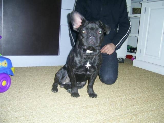 bouledogue français walace - Bouledogue Français