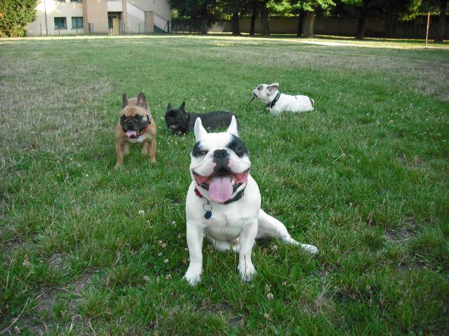 bouledogue français - Bouledogue Français