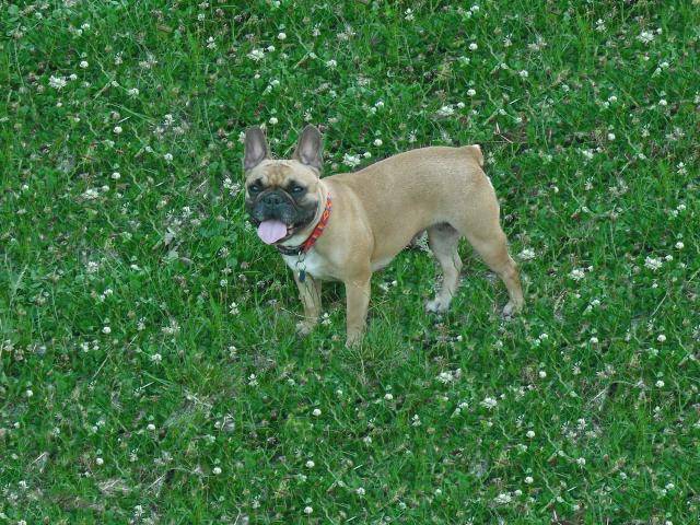 bouledogue français betty - Bouledogue Français