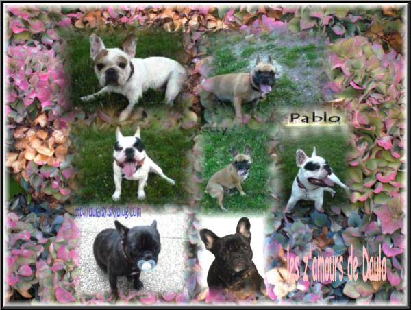 bouledogues français - Bouledogue Français