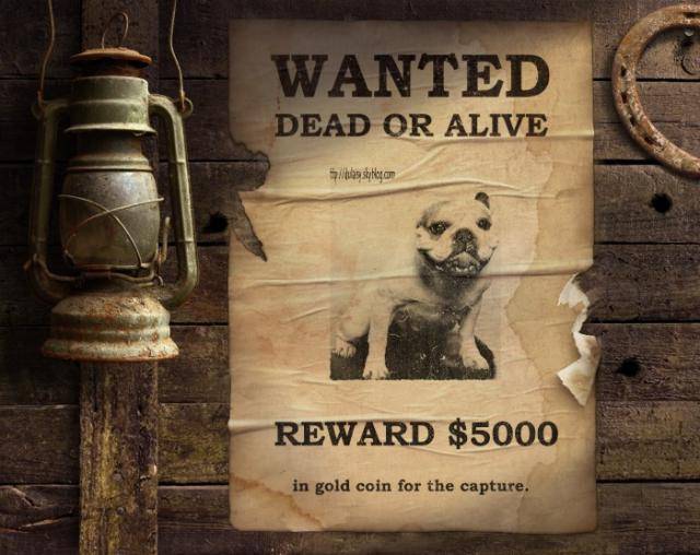 bouledogue français Ula - Bouledogue Français