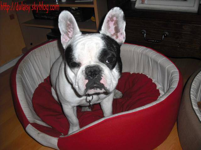 bouledogue français Pablo - Bouledogue Français