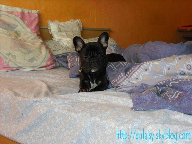 bouledogue français Daisy - Bouledogue Français