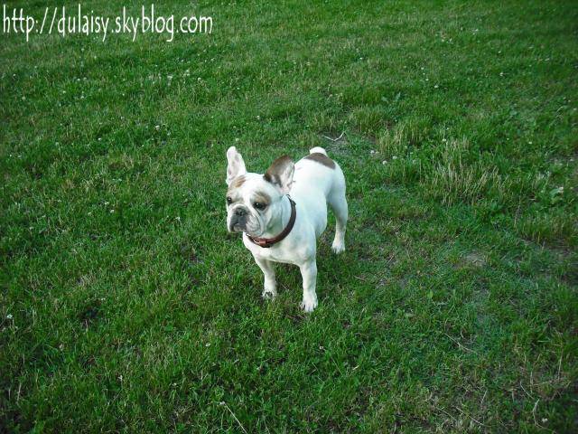 bouledogue français Ula - Bouledogue Français