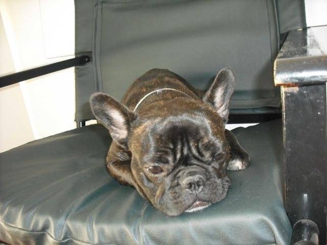 bouledogue français Daisy - Bouledogue Français