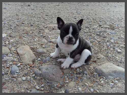 bouledogue français - Bouledogue Français